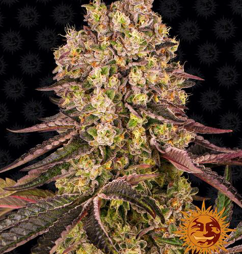 Runtz Muffin Feminised Cannabis Seeds by Barney's Farm Seeds