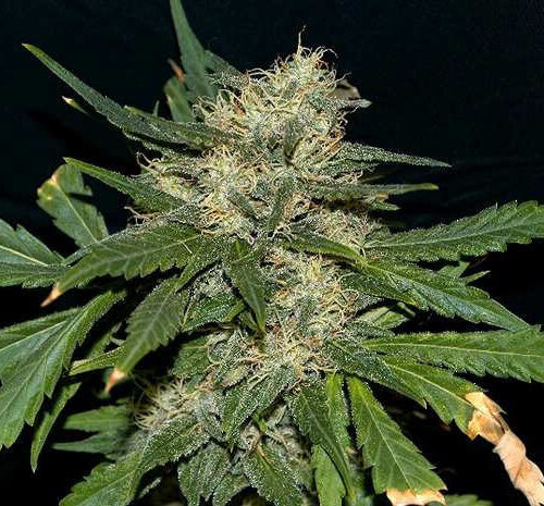 THC AUTO 1:40 Feminised Cannabis Seeds by Medical Marijuana Genetics