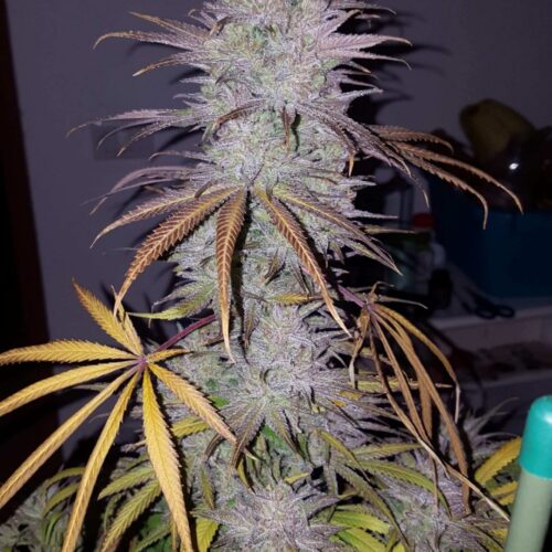 Night Nurse CBD 1:1 Feminised Cannabis Seeds by Medical Marijuana Genetics