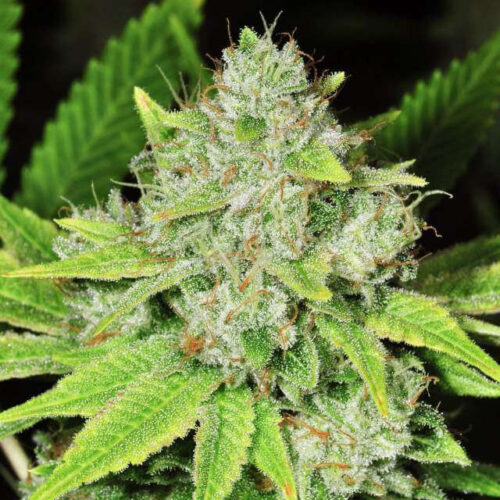 Original Glue Regular Cannabis Seeds by Nirvana Seeds