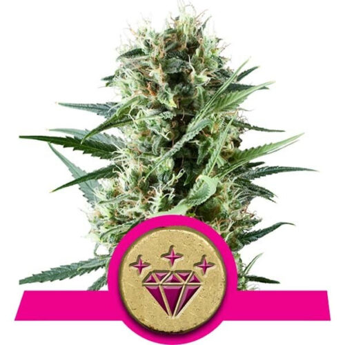 Special Kush #1 Feminised Seeds