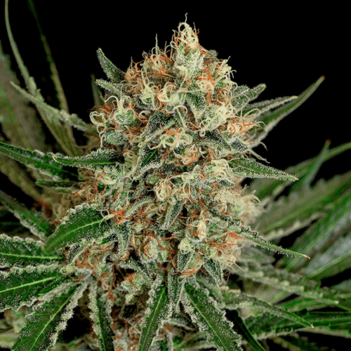 Txerri Bilbo Haze Feminised Cannabis Seeds by Genehtik Seeds