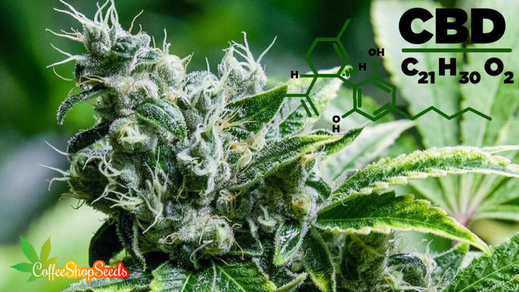 Facts About Growing CBD Seeds