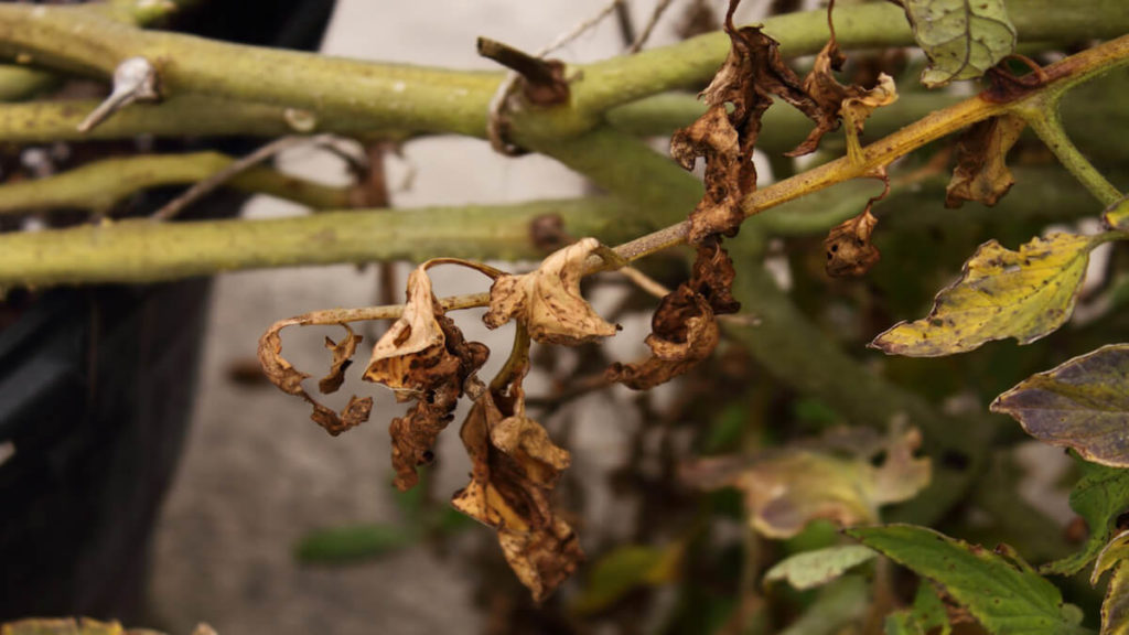 Fungai Fusarium cannabis CBD plant