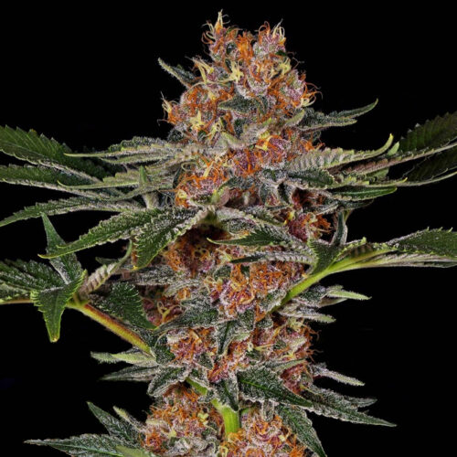 Purple Punch Feminised cannabis seeds