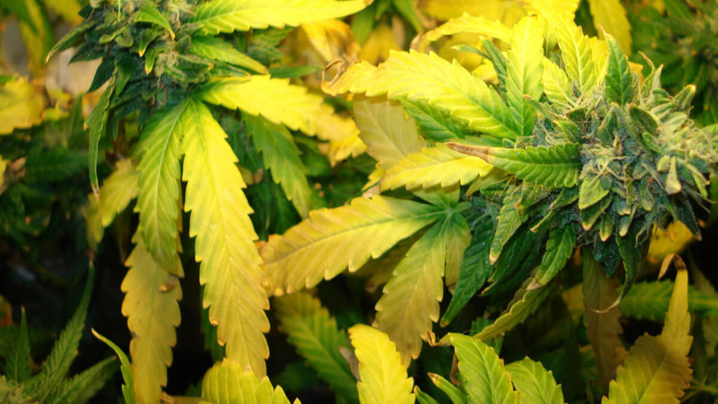 Why cannabis leaves turn yellow