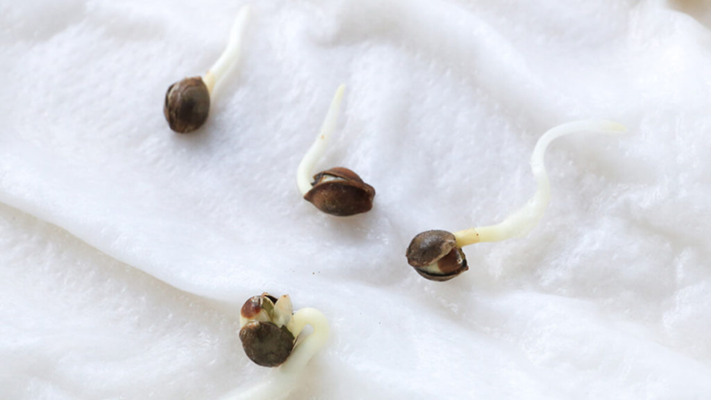 Germinating marijuana seeds