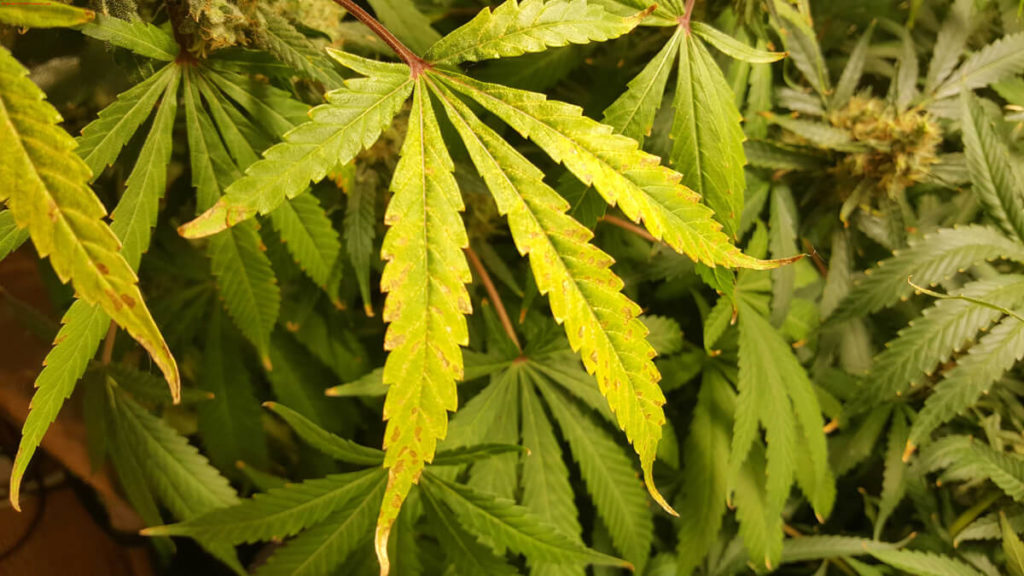 Yellowing Marijuana Leaves