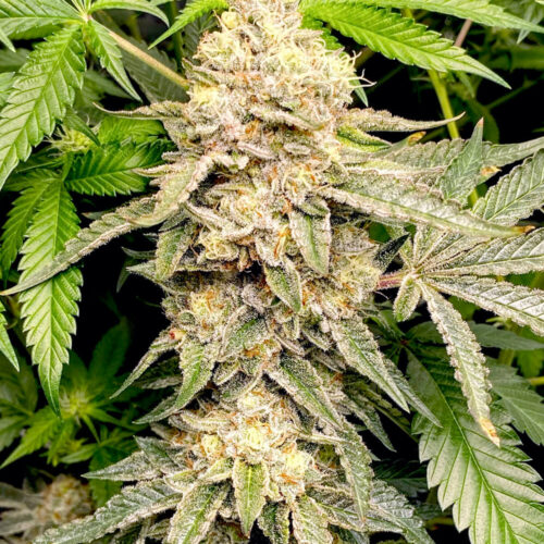 Head cake feminised cannabis seeds