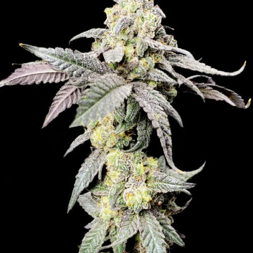 Purple Cherry Ripple Feminised Marijuana Seeds by Elev8 Seeds