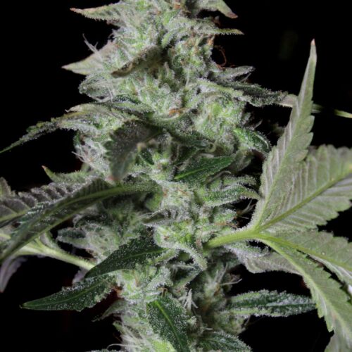 Sherbet Cake Feminised Weed Seeds by Elev8 Seeds