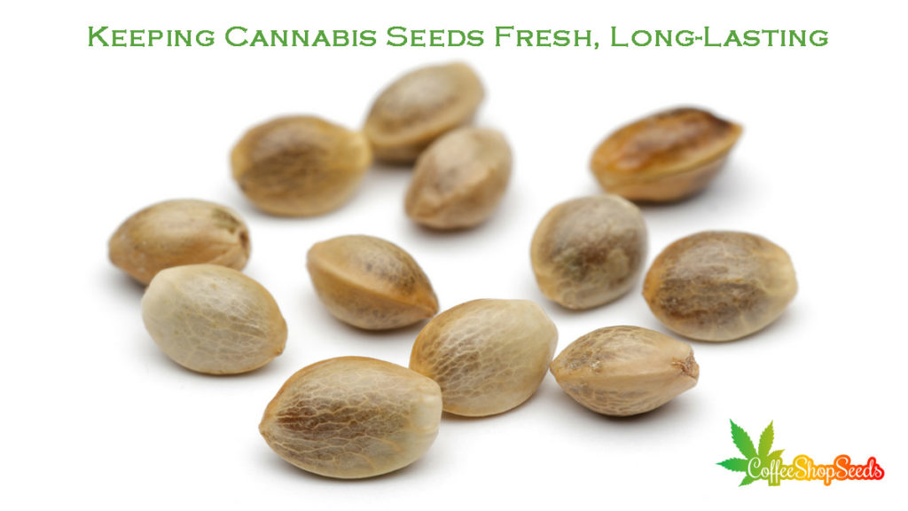 Keeping cannabis seeds fresh, long lasting