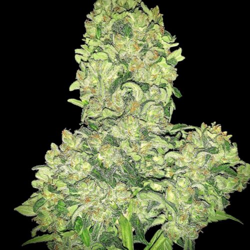 Alien Otto Auto Feminised Marijuana Seeds by Elev8 Seeds