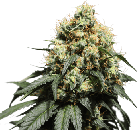 Bruce Lemon Diesel Feminised Cannabis Seeds by Super Sativa Seed Club