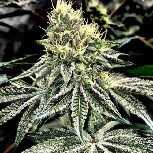 Cake & Ice Cream Feminised Seeds by Elev8 Seeds