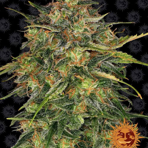 Cheese Feminised Cannabis Seeds by Barney's Farm Seeds