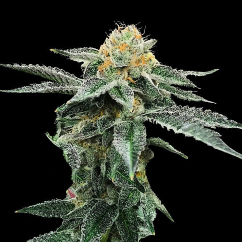 Kosher Cookies Feminised Weed Seeds by DNA Genetics