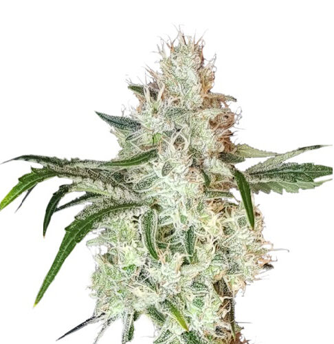 Lemon OG Feminised Cannabis Seeds by Super Sativa Seed Club