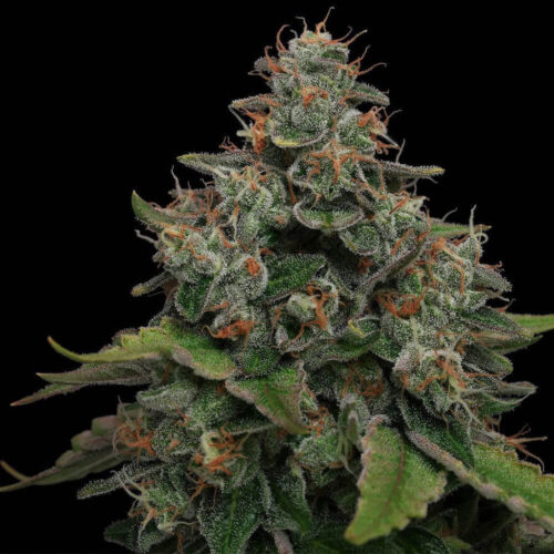 Lemon Tini Regular Cannabis Seeds by Karma Genetics