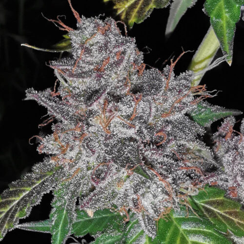 Rainbow Cake Feminised Cannabis Seeds by Pheno Finder Seeds