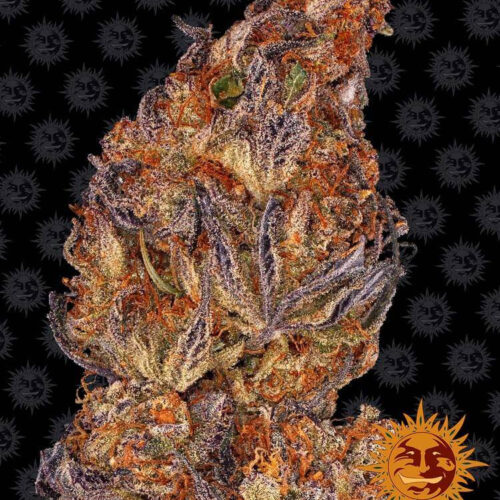 Runtz Auto Feminised Cannabis Seeds by Barney's Farm Seeds