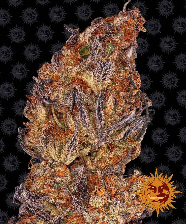 Runtz Auto Feminised Seeds