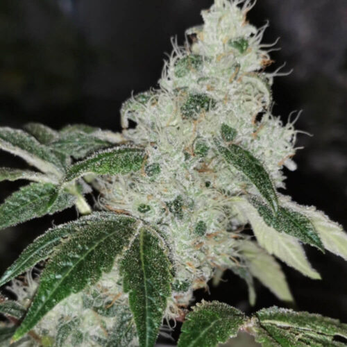 Sowah Sherbert Feminised Cannabis Seeds by Pheno Finder Seeds