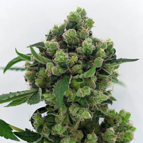 Sowah Regular Cannabis Seeds by Karma Genetics