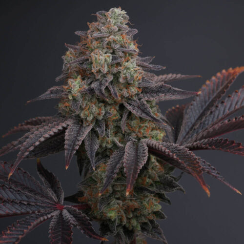 Zowahh Regular Cannabis Seeds by Karma Genetics