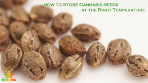 How to Store Cannabis Seeds at the Right Temperature