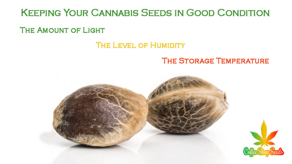 keeping CBD Seeds in good condition