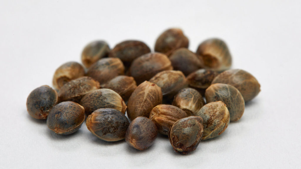 Cannabis Seeds