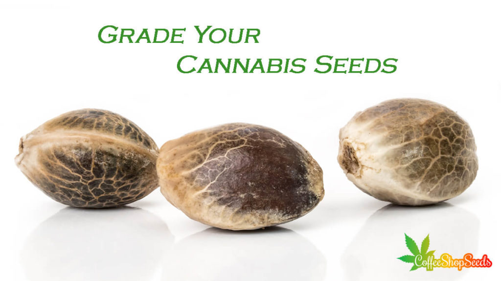 Grade Your Cannabis Seeds