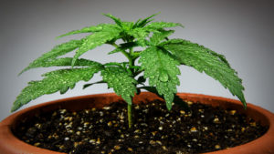 What You Should Know About Watering Cannabis Plants