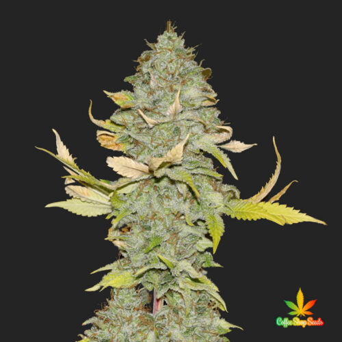 Bruce Banner Feminised Cannabis Seeds