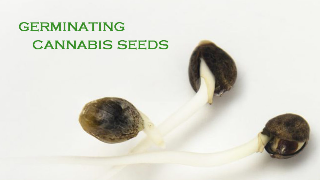 Cannabis Seed germination