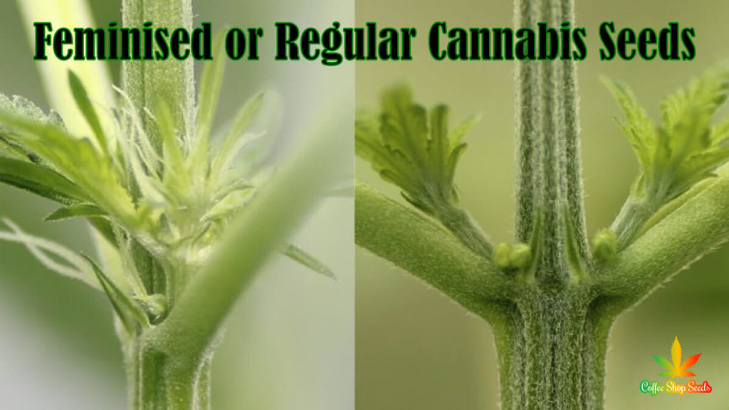 Feminised or regular cannabis seeds