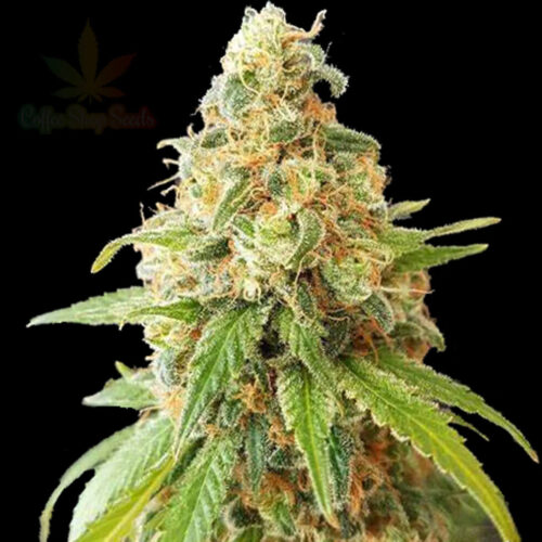 Kosher Kush Feminised Cannabis seeds