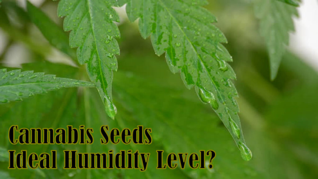 ideal humidity level for cannabis seeds