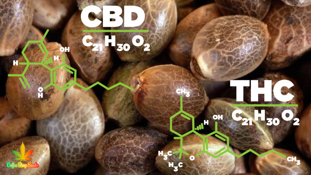 Comparing CBD and THC Compounds