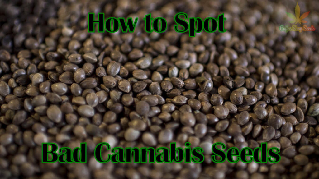 How to spot bad cannabis seeds