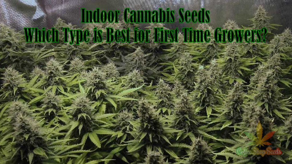 Indoor Cannabis seeds best for new growers