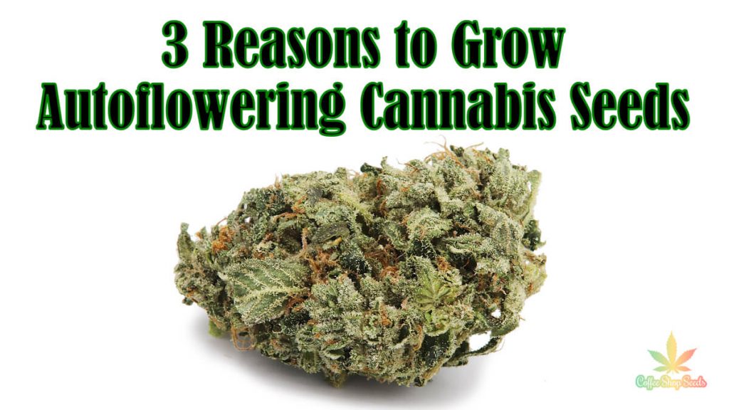 3 Reasons to Grow Autoflowering Cannabis Seeds