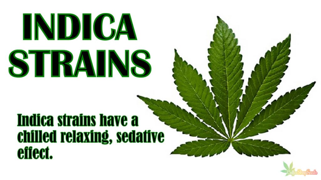 Indica Cannabis Strains