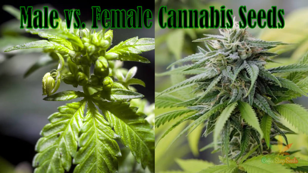 Male vs Female cannabis seeds