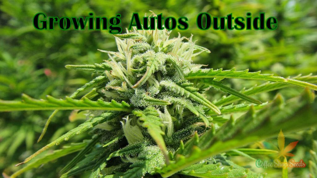 Growing Autoflowering cannabis seeds outside