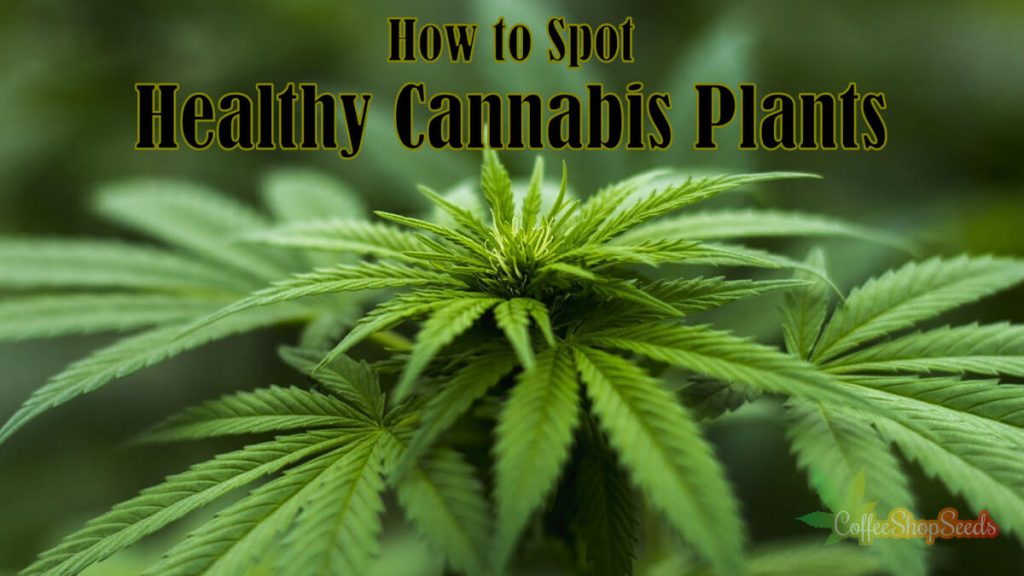 How to spot healthy cannabis plants