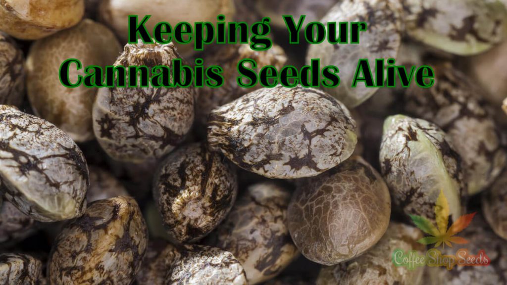 Storing Cannabis Seeds