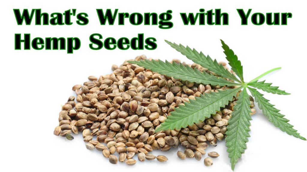 whats wrong with your hemp seeds