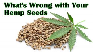 Growing Problems – What’s Wrong with Your Hemp Seeds